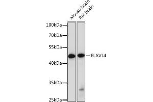 Western blot analysis of extracts of various cell lines, using EL Rabbit pAb (ABIN7266914) at 1:1000 dilution. (ELAVL4 Antikörper  (AA 1-366))