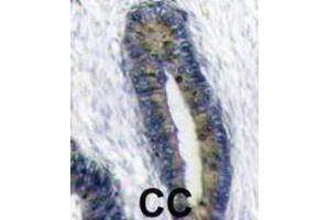 Immunohistochemistry (IHC) image for anti-Finkel-Biskis-Reilly Murine Sarcoma Virus (FBR-MuSV) Ubiquitously Expressed (FAU) antibody (ABIN2998456) (FAU Antikörper)