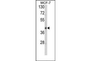 Western Blotting (WB) image for anti-serpin Peptidase Inhibitor, Clade A (Alpha-1 Antiproteinase, Antitrypsin), Member 9 (SERPINA9) (AA 201-230), (Middle Region) antibody (ABIN954743)