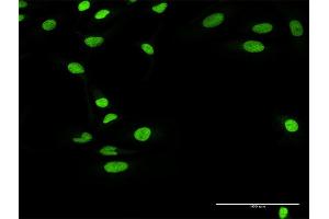 Immunofluorescence of purified MaxPab antibody to RCC1 on HeLa cell. (RCC1 Antikörper  (AA 1-421))