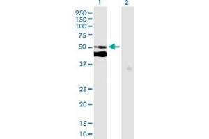 Western Blot analysis of C7orf10 expression in transfected 293T cell line by C7orf10 MaxPab polyclonal antibody. (C7orf10 Antikörper  (AA 1-471))