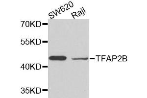 Western blot analysis of extracts of various cell lines, using TFAP2B antibody.