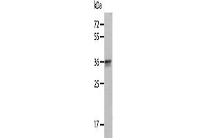 Western Blotting (WB) image for anti-Annexin A8 (ANXA8) antibody (ABIN2427757) (Annexin VIII Antikörper)