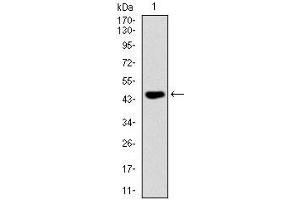 Western blot analysis using FAS mAb against human FAS (AA: 87-278) recombinant protein. (FAS Antikörper)