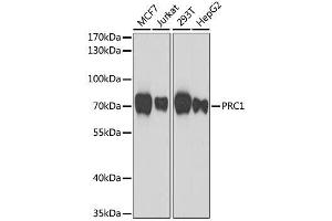 Western blot analysis of extracts of various cell lines, using PRC1 antibody. (PRC1 Antikörper  (AA 351-620))