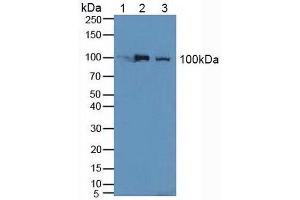 Figure. (Nucleolin Antikörper  (AA 388-569))