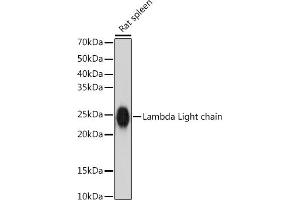 Western blot analysis of extracts of Rat spleen, using Lambda Light chain antibody (ABIN7267847) at 1:1000 dilution. (IGLV1-51 Antikörper)