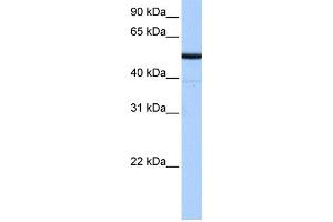 WB Suggested Anti-BTNL8 Antibody Titration:  0. (BTNL8 Antikörper  (N-Term))