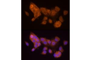 Immunofluorescence analysis of MCF7 cells using HINT1 Rabbit mAb (ABIN7267663) at dilution of 1:50 (40x lens). (HINT1 Antikörper)