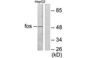Western blot analysis of extracts from HepG2 cells, using Fos Antibody. (c-FOS Antikörper  (AA 1-50))