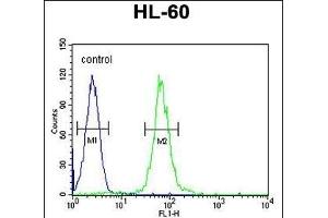 ABCD1 Antibody (Center) (ABIN654412 and ABIN2844150) flow cytometric analysis of HL-60 cells (right histogram) compared to a negative control cell (left histogram). (ABCD1 Antikörper  (AA 257-285))