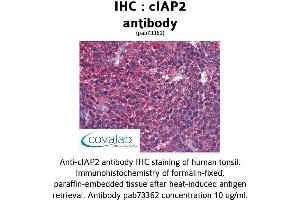 Image no. 3 for anti-Baculoviral IAP Repeat Containing 3 (BIRC3) (AA 314-508) antibody (ABIN1733088) (BIRC3 Antikörper  (AA 314-508))