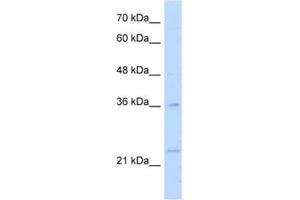 Western Blotting (WB) image for anti-Transcription Factor MafB (MAFB) antibody (ABIN2460784) (MAFB Antikörper)