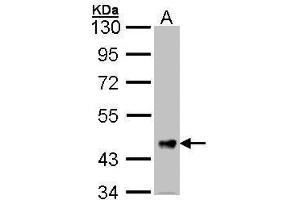 WB Image Sample (30 ug of whole cell lysate) A: Hela 10% SDS PAGE antibody diluted at 1:1000