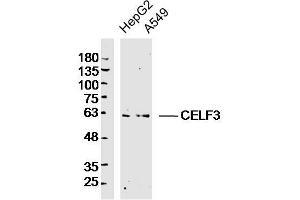 Lane 1: Hepg2 lysates Lane 2: A549 lysates probed with CELF3 Polyclonal Antibody, Unconjugated  at 1:300 dilution and 4˚C overnight incubation.