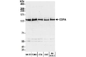 anti-Coatomer Protein Complex, Subunit alpha (COPA) (AA 1174-1224) antibody