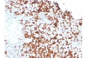 Formalin-fixed, paraffin-embedded human Spleen stained with Granzyme B Monospecific Mouse Monoclonal Antibody (GZMB/3056).