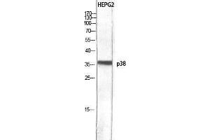 Western Blotting (WB) image for anti-Mitogen-Activated Protein Kinase 14 (MAPK14) (Ser272) antibody (ABIN3180226) (MAPK14 Antikörper  (Ser272))
