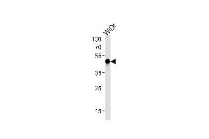HNF4G Antibody (N-term) (ABIN652342 and ABIN2841567) western blot analysis in WiDr cell line lysates (35 μg/lane). (HNF4 gamma Antikörper  (N-Term))