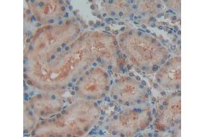 Used in DAB staining on fromalin fixed paraffin- embedded kidney tissue (OPA3 Antikörper  (AA 1-200))