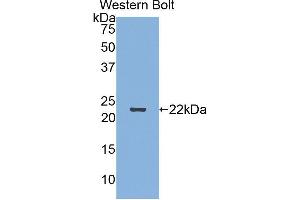 Western Blotting (WB) image for anti-Sema Domain, Immunoglobulin Domain (Ig), Short Basic Domain, Secreted, (Semaphorin) 3F (SEMA3F) (AA 604-785) antibody (ABIN1860522) (SEMA3F Antikörper  (AA 604-785))
