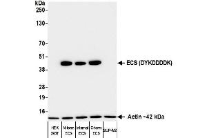anti-DYKDDDDK Tag (Cleavage Site) antibody