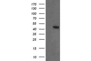Image no. 1 for anti-Mitogen-Activated Protein Kinase Kinase 2 (MAP2K2) antibody (ABIN1499478) (MEK2 Antikörper)