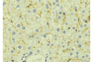 ABIN6277129 at 1/100 staining Mouse liver tissue by IHC-P. (LETMD1 Antikörper  (N-Term))