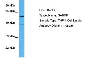 Host:  Rabbit  Target Name:  GABRP  Sample Tissue:  Human THP-1 Whole Cell  Antibody Dilution:  1ug/ml (GABRP Antikörper  (N-Term))