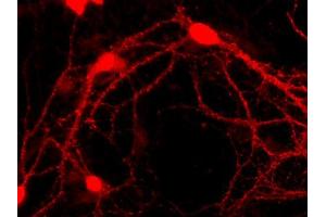 Regulating Synaptic Membrane Exocytosis 1 (RIMS1) (AA 207-366) Antikörper