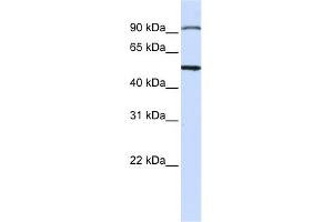 WB Suggested Anti-STAMBP Antibody Titration: 0. (STAMBP Antikörper  (N-Term))