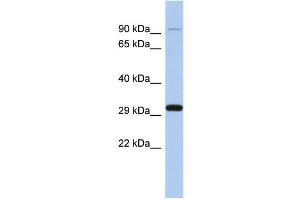 WB Suggested Anti-ENDOG Antibody Titration: 0. (Endonuclease G Antikörper  (Middle Region))