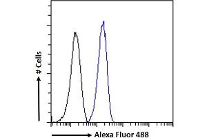 (ABIN570984) Flow cytometric analysis of paraformaldehyde fixed Neuro2a cells (blue line), permeabilized with 0. (CaMKII alpha/beta (Internal Region) Antikörper)
