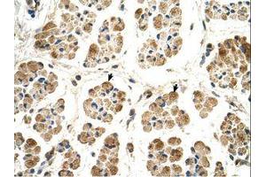 Image no. 1 for anti-P450 (Cytochrome) Oxidoreductase (POR) (AA 131-180) antibody (ABIN320874) (POR Antikörper  (AA 131-180))