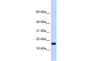EGLN2 antibody used at 1.