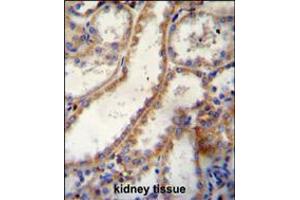 FKBP10 Antibody immunohistochemistry analysis in formalin fixed and paraffin embedded human kidney tissue followed by peroxidase conjugation of the secondary antibody and DAB staining.
