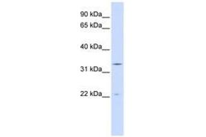 Image no. 1 for anti-Indolethylamine N-Methyltransferase (INMT) (N-Term) antibody (ABIN6741042) (INMT Antikörper  (N-Term))