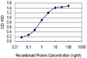 Detection limit for recombinant GST tagged HTR2B is 0. (Serotonin Receptor 2B Antikörper  (AA 1-56))