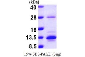 SDS-PAGE (SDS) image for S100 Calcium Binding Protein A10 (S100A10) (AA 1-97) protein (His tag) (ABIN667381) (S100A10 Protein (AA 1-97) (His tag))