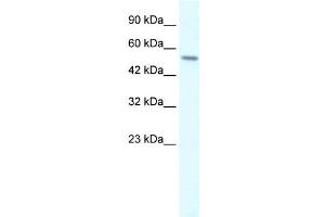 Western Blotting (WB) image for anti-Regulator of G-Protein Signaling 6 (RGS6) antibody (ABIN2459949) (RGS6 Antikörper)