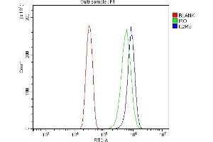 Flow Cytometry analysis of U20S cells using anti-IL2 Receptor beta/p75/IL2RB antibody (ABIN7600988). (IL2 Receptor beta Antikörper  (AA 268-551))