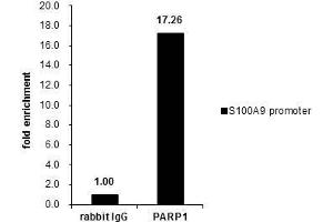 ChIP Image Cross-linked ChIP was performed with Raji chromatin extract and 5 μg of either control rabbit IgG or anti-PARP1 antibody. (PARP1 Antikörper)