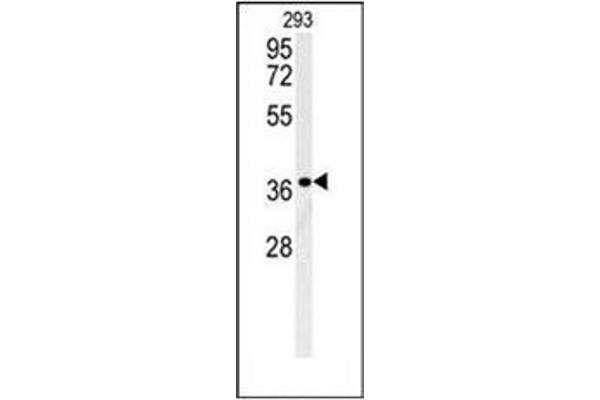 LGALS9B antibody  (Middle Region)