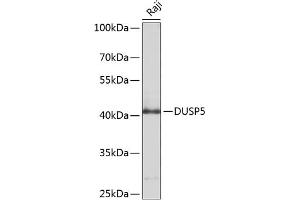 Western blot analysis of extracts of Raji cells, using DUSP5 antibody (ABIN6127793, ABIN6139875, ABIN6139876 and ABIN6214374) at 1:1000 dilution. (DUSP5 Antikörper  (AA 315-384))