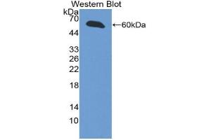 Western blot analysis of the recombinant protein. (INHBE Antikörper  (AA 102-344))