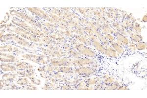 Detection of WISP1 in Mouse Stomach Tissue using Polyclonal Antibody to WNT1 Inducible Signaling Pathway Protein 1 (WISP1)