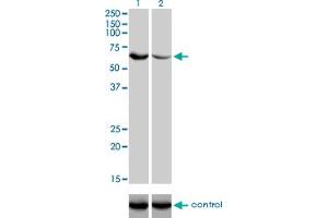 Western Blotting (WB) image for anti-UDP-Glucose Pyrophosphorylase 2 (UGP2) (AA 1-90) antibody (ABIN563340)