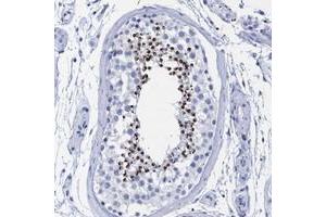 Immunohistochemical staining of human testis with INSL6 polyclonal antibody  shows strong cytoplasmic positivity in spermatids of seminiferus ducts of testis.