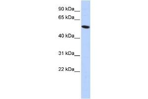 Western Blotting (WB) image for anti-Zinc Finger Protein 572 (ZNF572) antibody (ABIN2458216) (ZNF572 Antikörper)