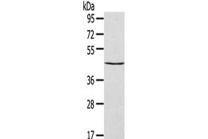 Western Blot analysis of HepG2 cells using SEPT2 Polyclonal Antibody at dilution of 1/400 (Septin 2 Antikörper)